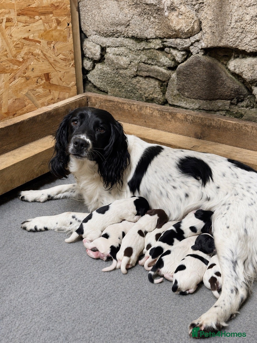 English Springer Spaniel dogs Outstanding KC Registered Springer Spaniel Puppies - Advert 1