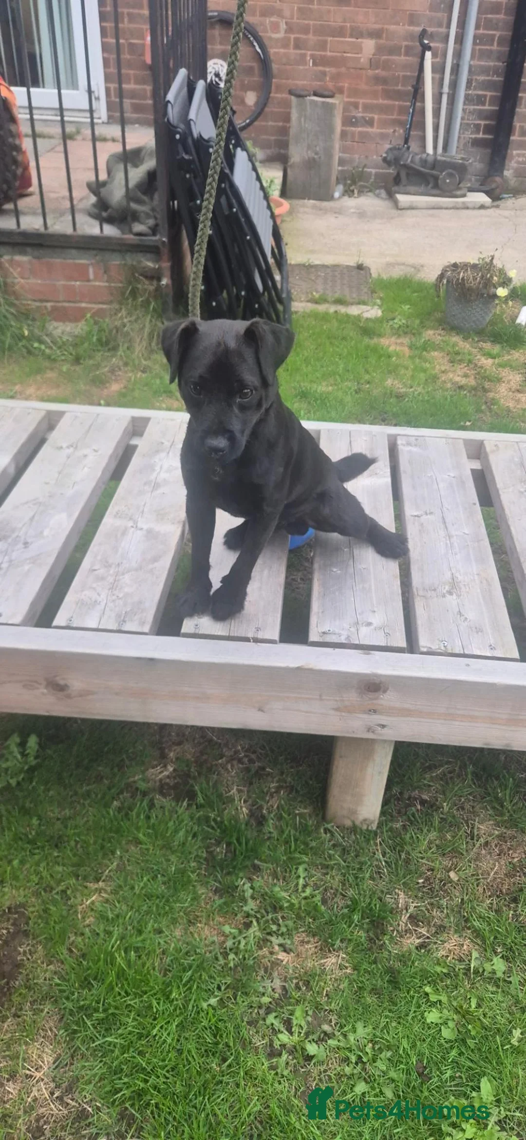 Patterdale Terrier dogs for sale: 11 month old male patterdale  - Advert 5