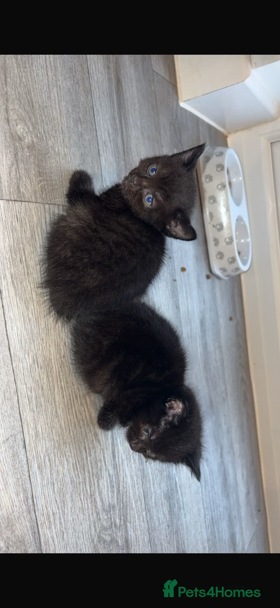 Mixed Breed cats for sale: 6 Beautiful Kittens – 4 Boys & 2 Girls Ready Soon in Doncaster - Advert 9