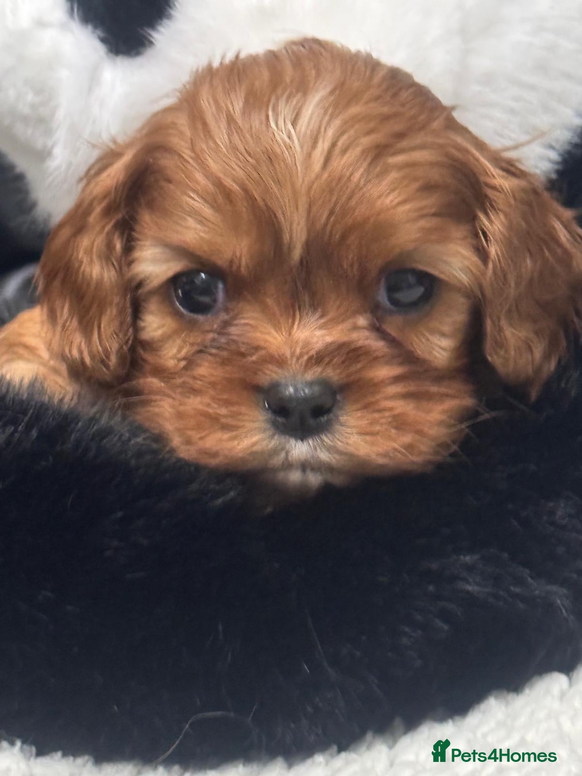 Cavalier King Charles Spaniel dogs Cavalier King Charles puppies - Advert 7