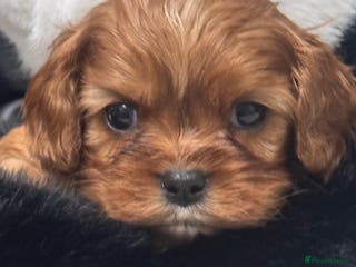 Cavalier King Charles Spaniel dogs Cavalier King Charles puppies - Advert 10