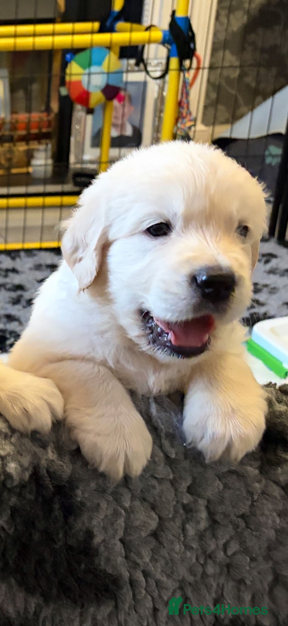 Golden Retriever dogs BEAUTIFUL KC REG SHOWLINE GOLDEN RETRIEVER PUPPIES - Advert 7