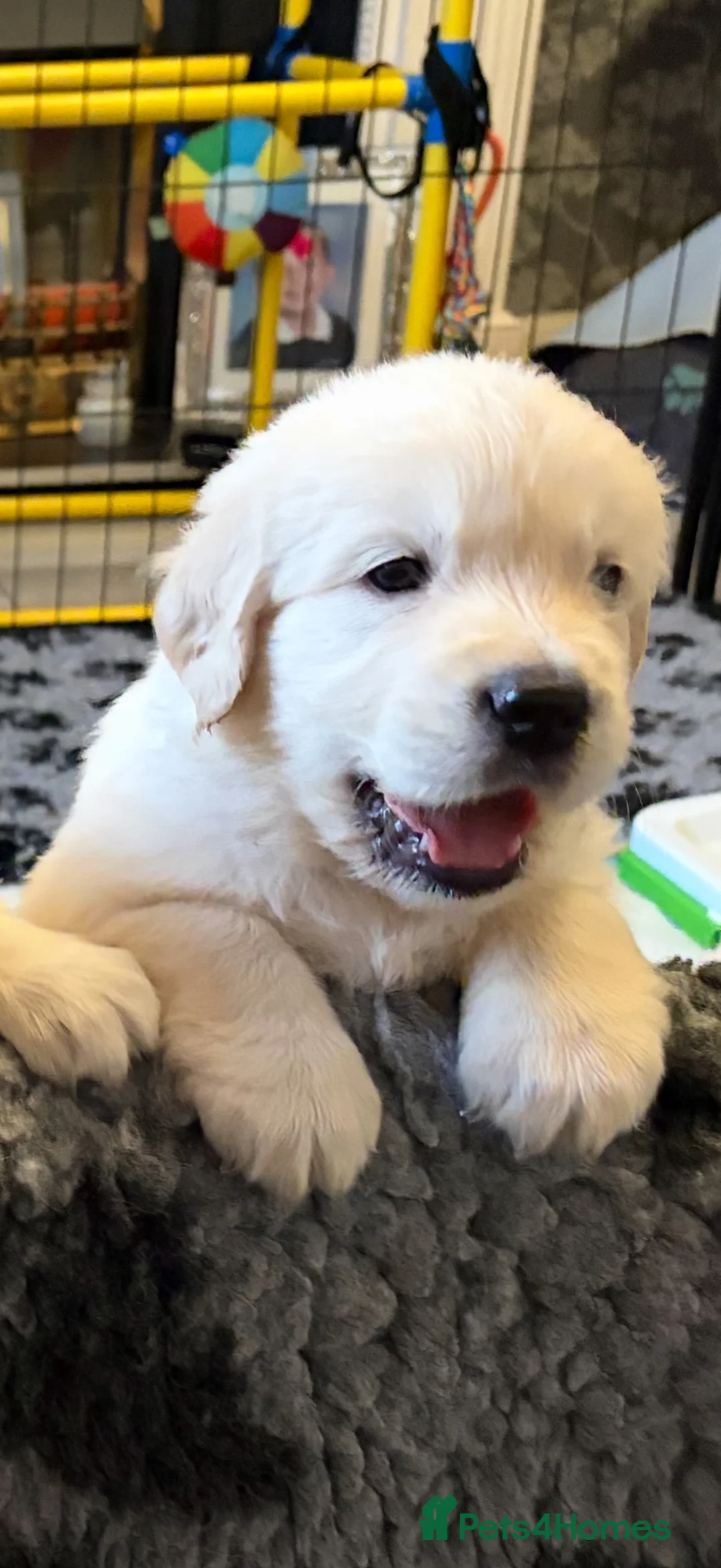 Golden Retriever dogs for sale: BEAUTIFUL KC REG SHOWLINE GOLDEN RETRIEVER PUPPIES - Advert 2