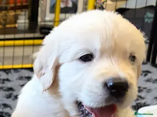 Golden Retriever dogs BEAUTIFUL KC REG SHOWLINE GOLDEN RETRIEVER PUPPIES - Advert 7