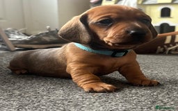 Miniature Dachshund dogs for sale: Beautiful dachshund puppy’s  - Image 13