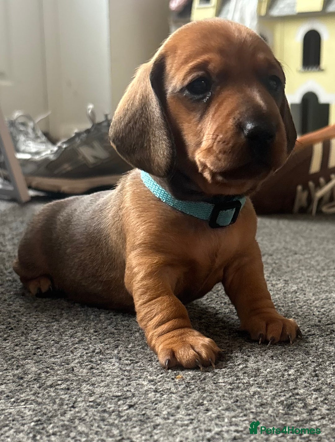 Miniature Dachshund dogs for sale: Beautiful dachshund puppy’s  - Image 13