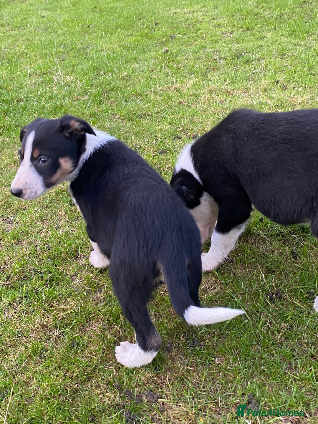 Border Collie dogs for sale: Border Collie Puppies For Sale - Advert 4