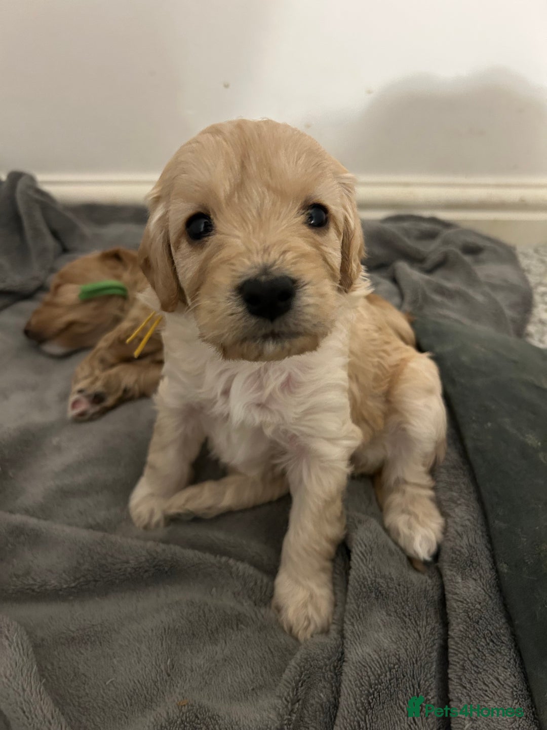 Cockapoo dogs for sale: 3 GORGEOUS COCKAPOOS💓 - Advert 1