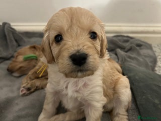 Cockapoo dogs 3 GORGEOUS COCKAPOOS💓 - Advert 1