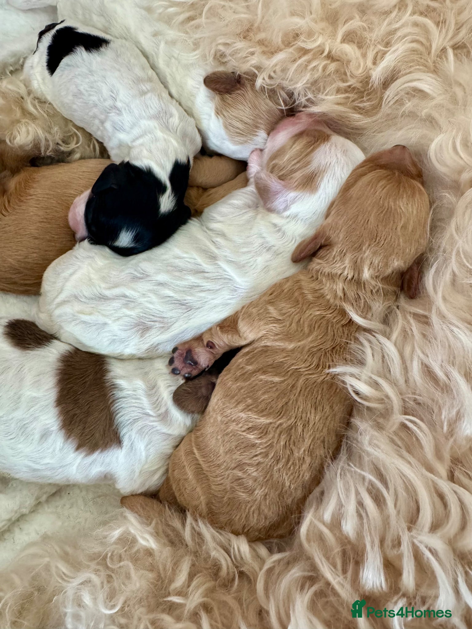 Cockapoo dogs F2B Parti/apricot miniature cockapoo puppies  - Advert 18