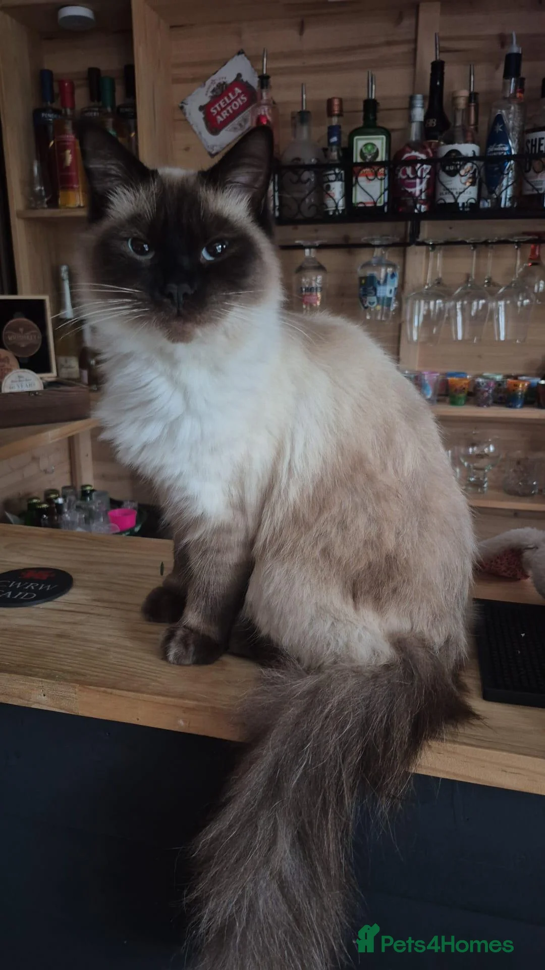 Ragdoll cats for sale: Male brothers Rag Doll  - Advert 2