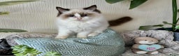 Ragdoll cats for sale: 🐾 adorable ragdoll kittens for sale 🐾  - Advert 2