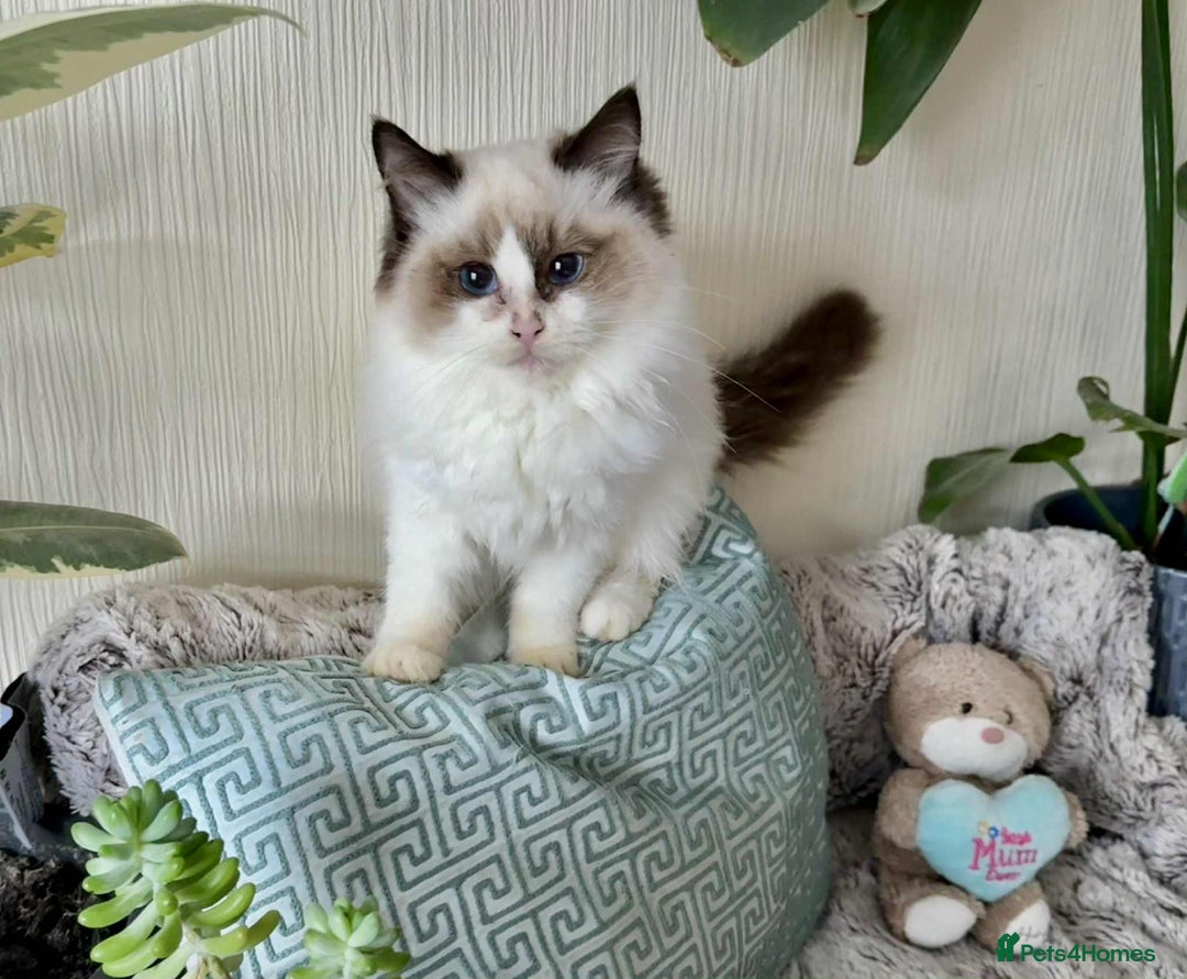 Ragdoll cats for sale: 🐾 adorable ragdoll kittens for sale 🐾  - Image 5
