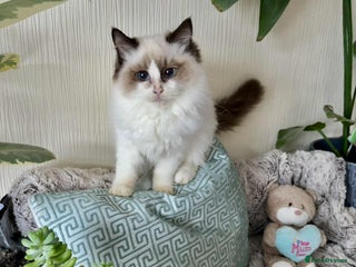 Ragdoll cats 🐾 adorable ragdoll kittens for sale 🐾 - Advert 16