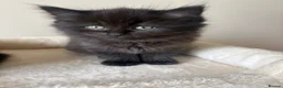 British Shorthair cats for sale: British Short Hair Kittens - Advert 11