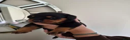 Rottweiler dogs for sale: WORLD CHAMPION CHUNKY ROTTWEILERS  - Advert 31