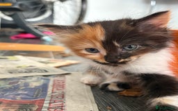 Domestic Shorthair cats for sale: Kittens ready now!  - Image 4