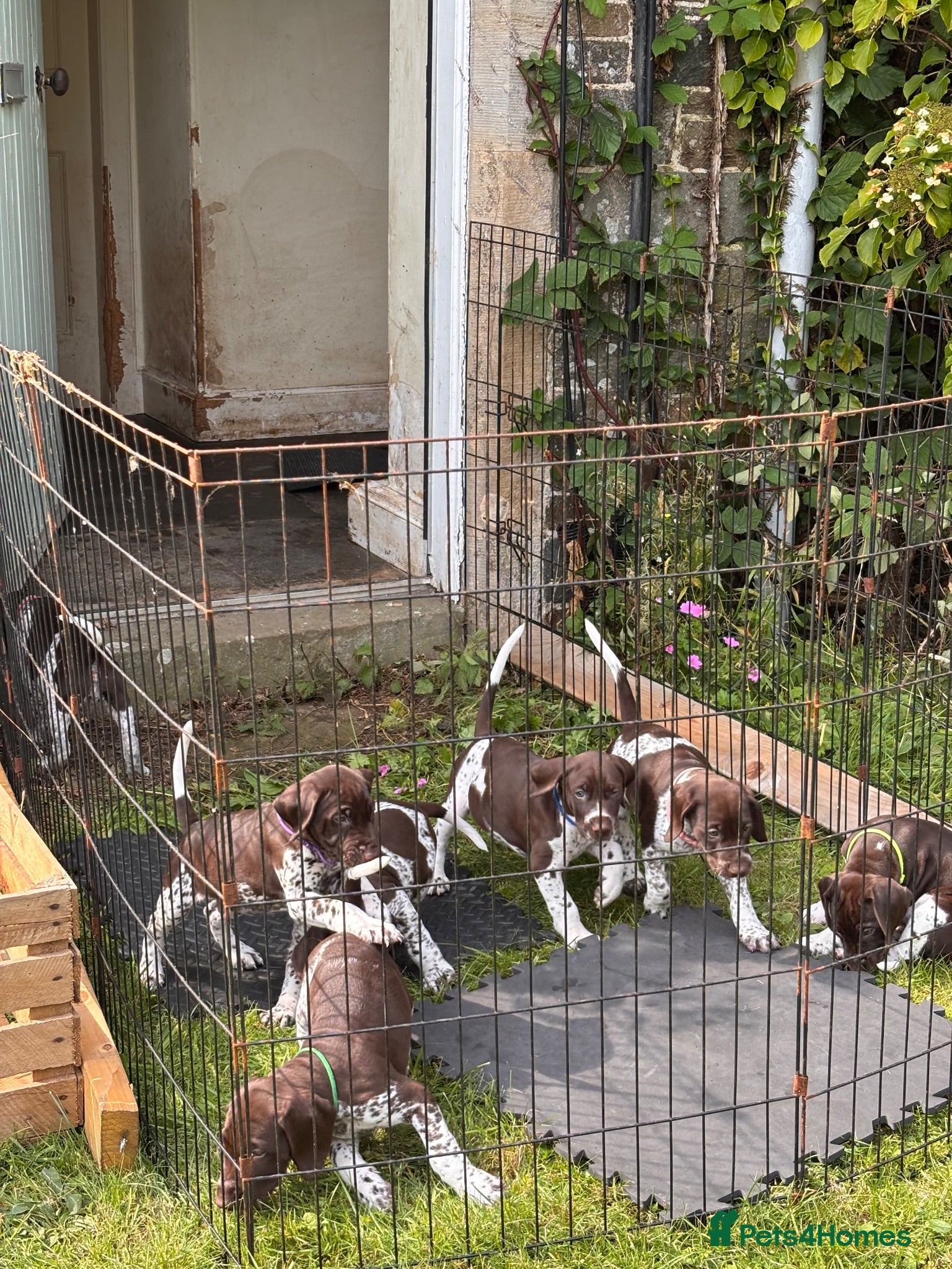 German Shorthaired Pointer dogs Stunning GSP Puppies – Champion Bloodlines - Advert 2
