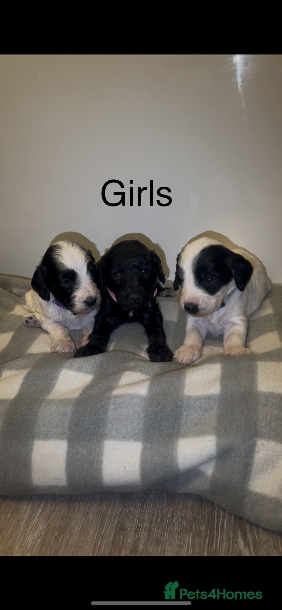 Cockapoo dogs for sale: Cockapoo puppies - Image 2