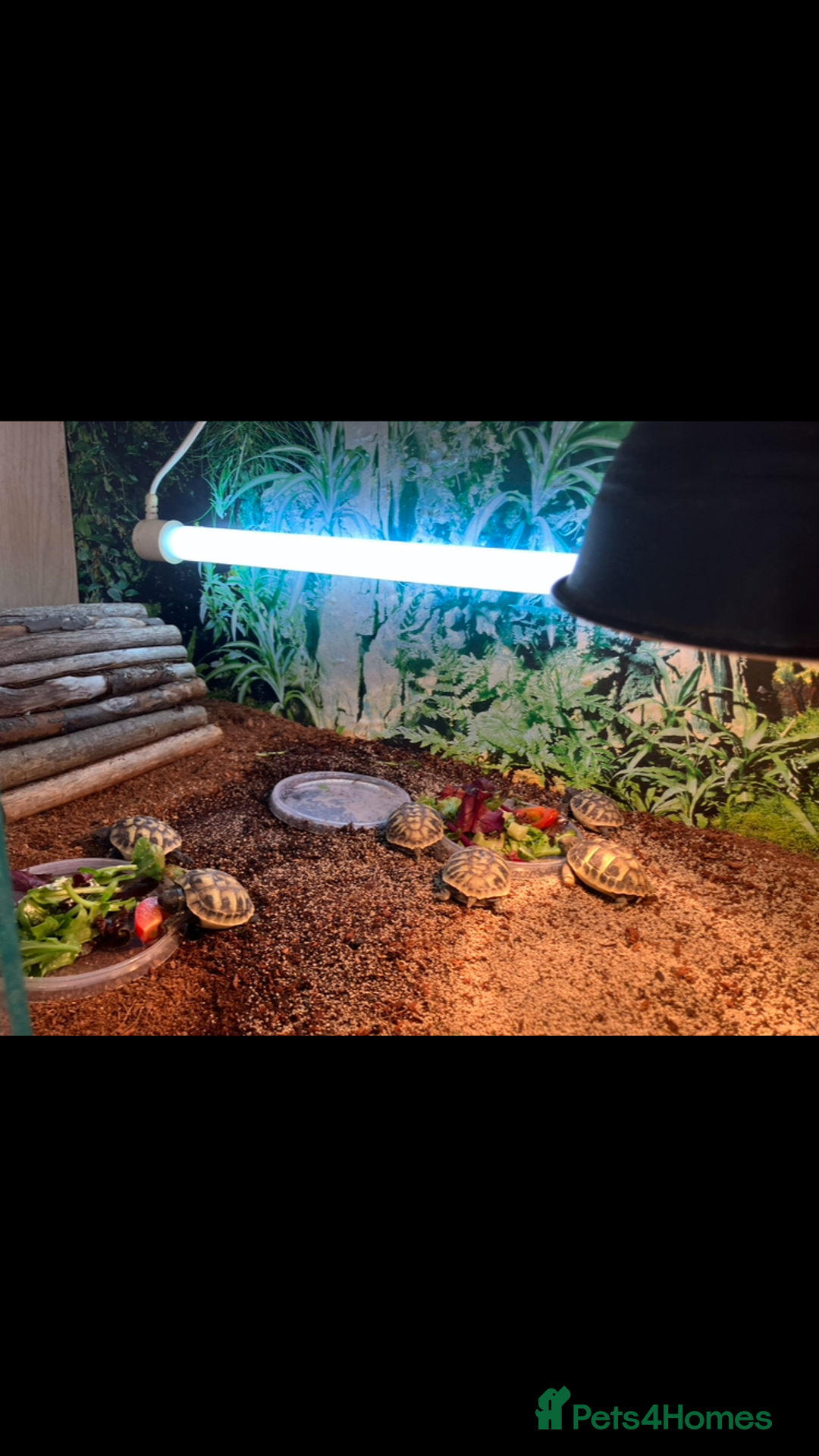 Hermann Tortoise reptiles for sale: Herman tortoise hatchlings  - Image 2