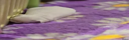 French Bulldog dogs for sale: French bulldog puppies  - Advert 8