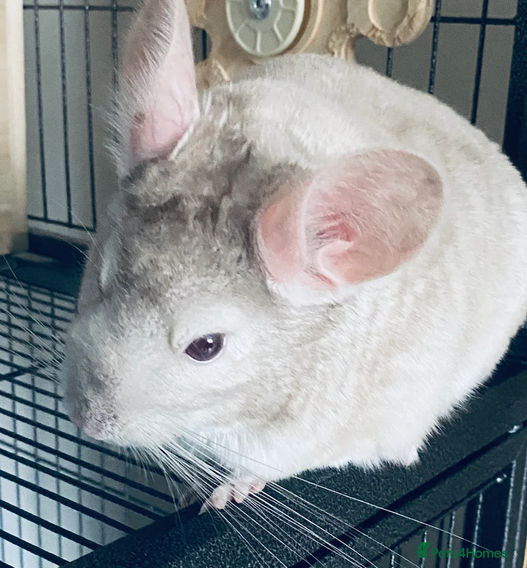Chinchilla rodents for sale: Chinchilla with full set up  - Advert 1