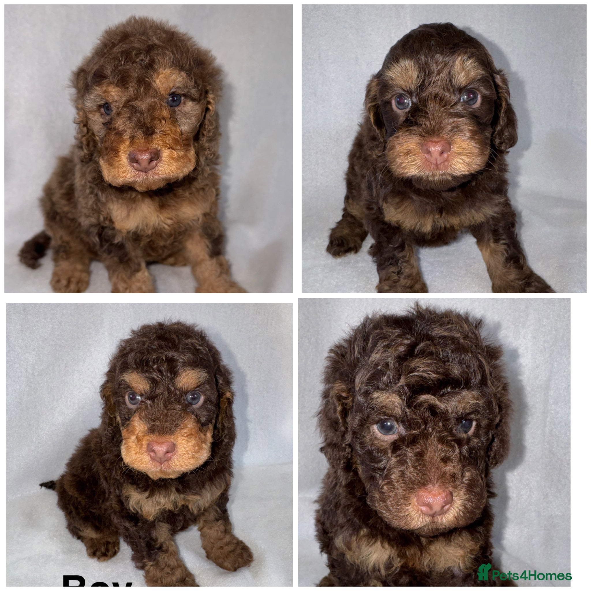Cockapoo dogs DNA TESTED, Stunning Cockapoo Pups,Ready 5th June  - Advert 14