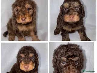 Cockapoo dogs DNA TESTED, Stunning Cockapoo Pups,Ready 5th June - Advert 14