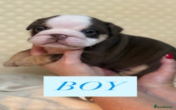 English Bulldog dogs for sale: English Bulldog - Image 15