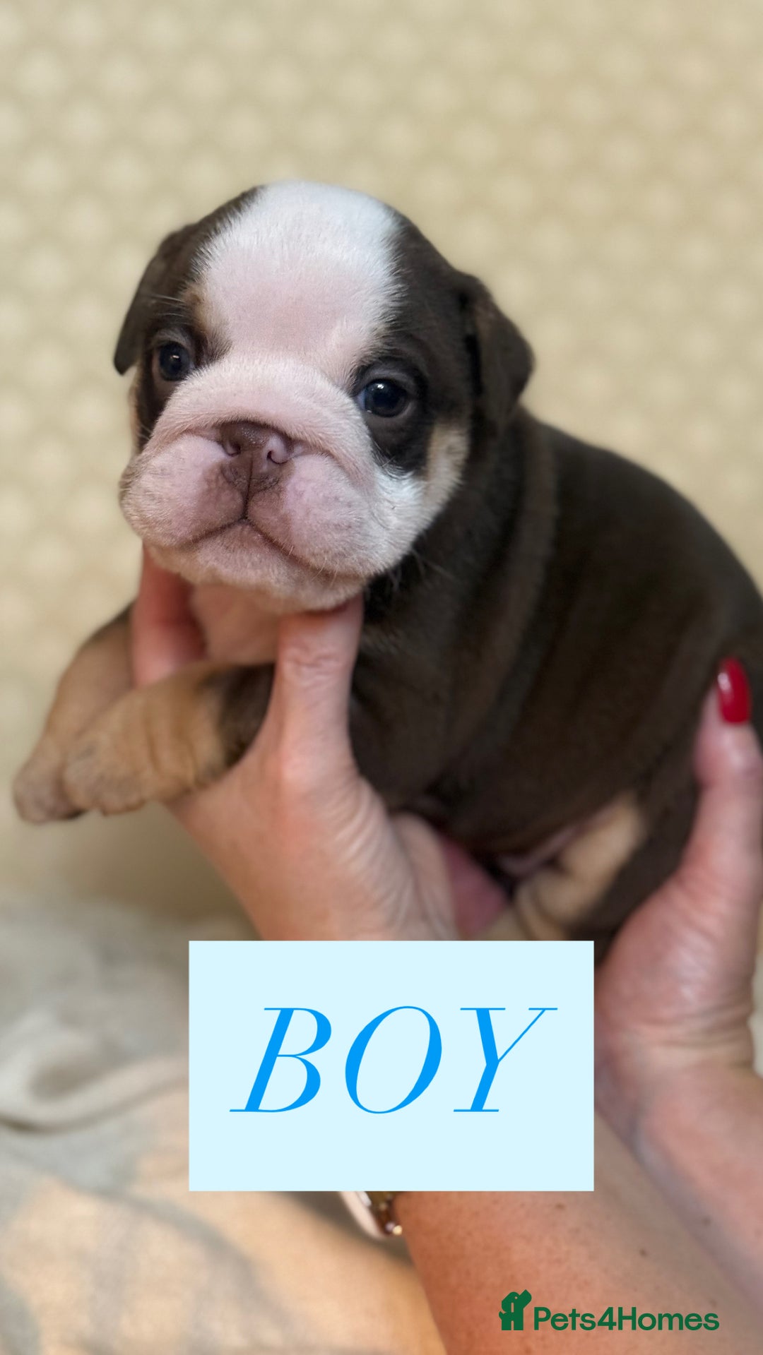 English Bulldog dogs for sale: English Bulldog - Image 15