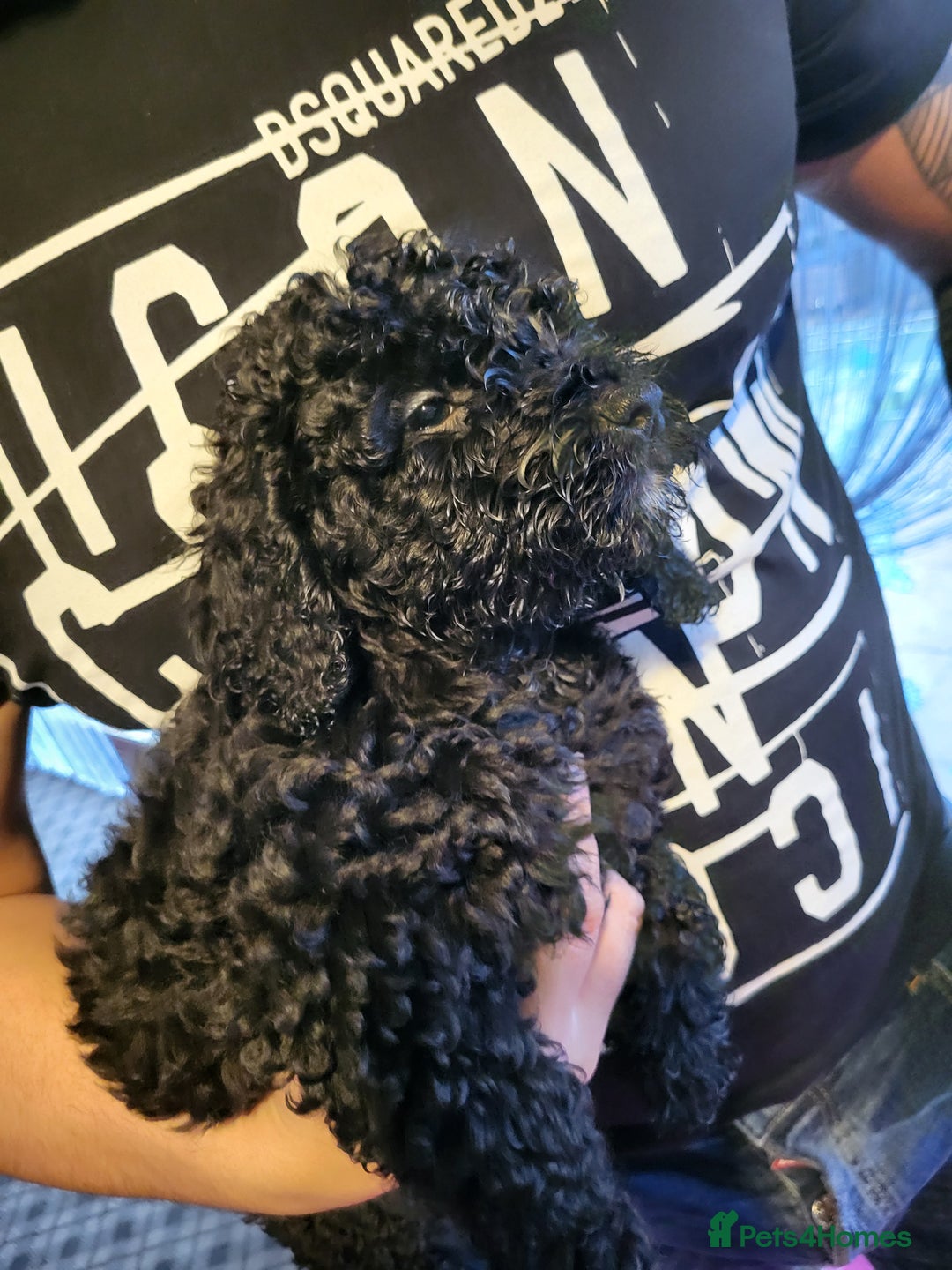 Miniature Poodle dogs for sale: For sale 4 gorgeous girls and 2 boys  - Advert 16