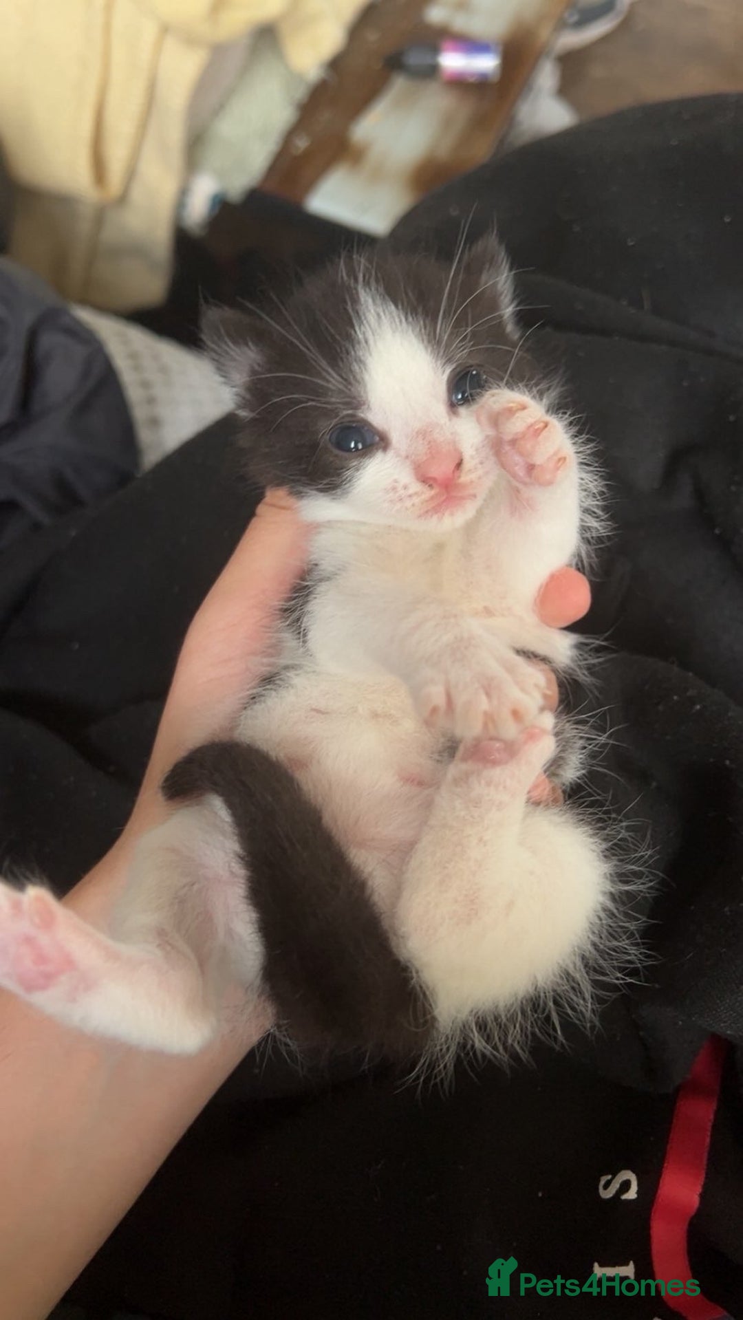 Mixed Breed cats for sale: Male kitten  - Image 2