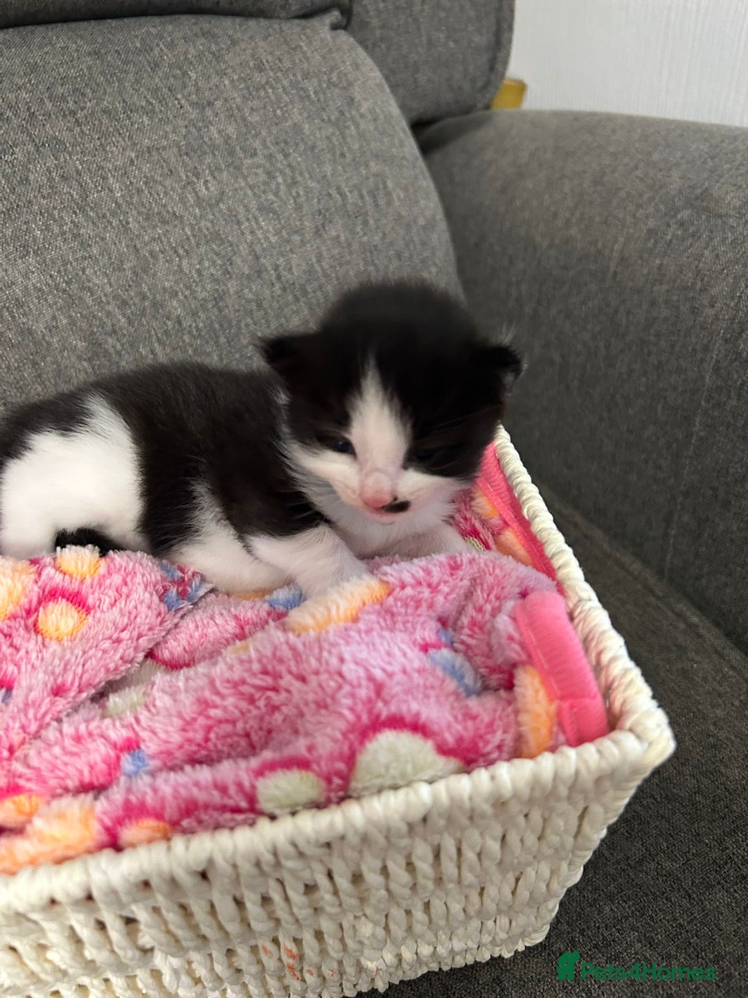 Mixed Breed cats for sale: Beautiful kittens 3 girls 1 boy  - Image 16