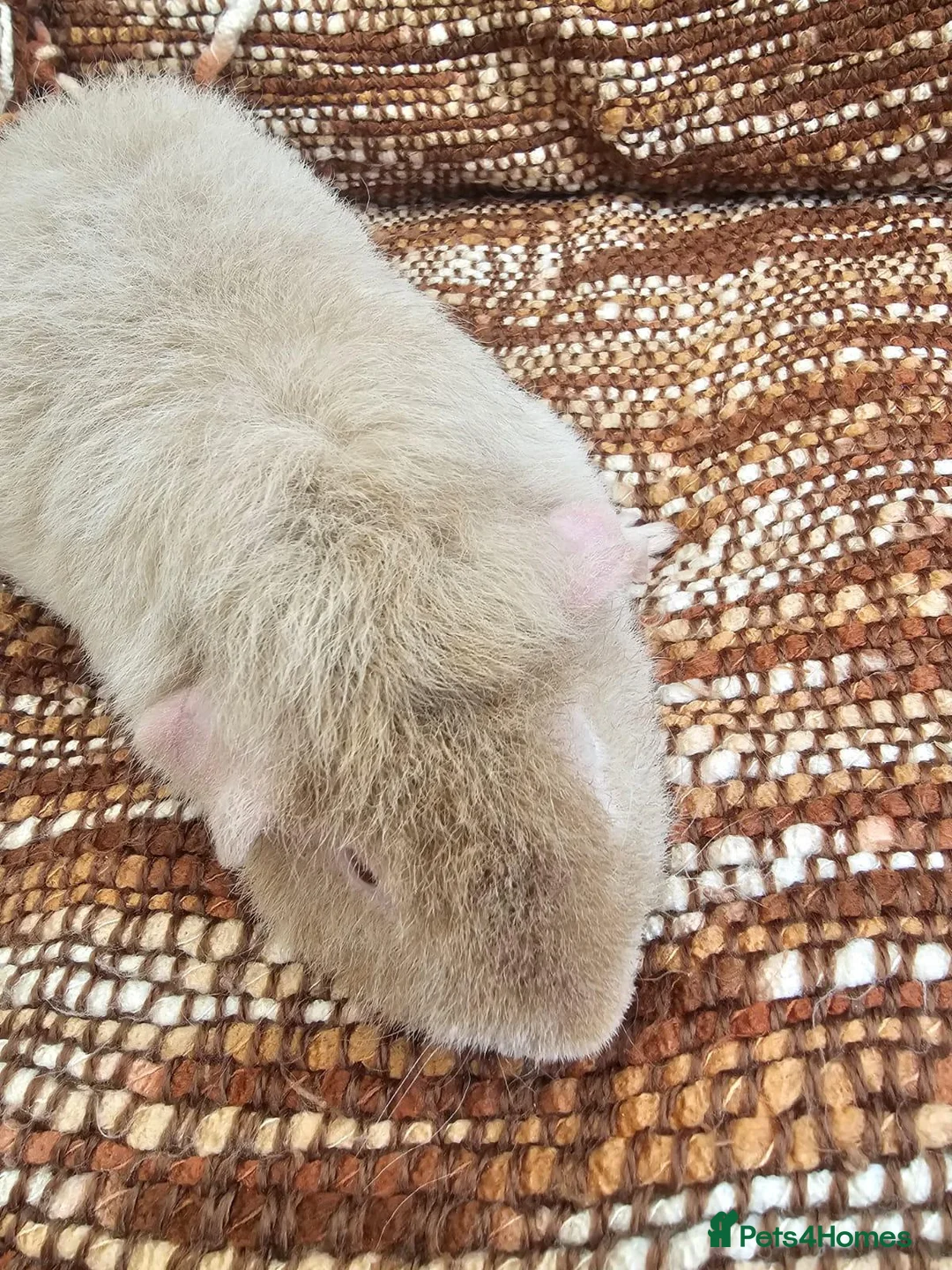 Guinea Pig rodents for sale: Male beautiful Teddy guinea pig - Advert 2