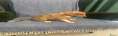Puppy 5 - Red Merle