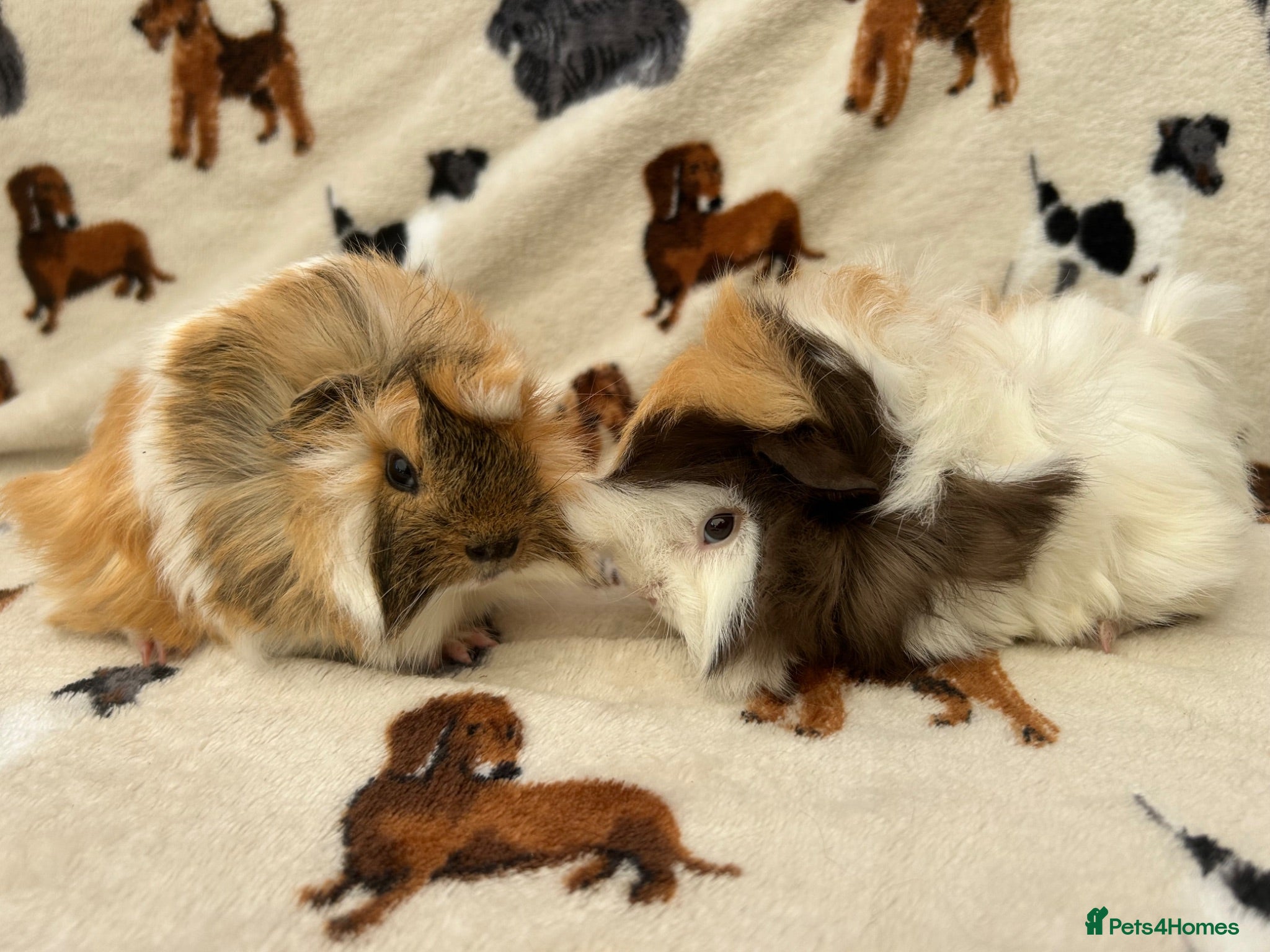 Guinea Pig rodents Baby Guinea pigs  - Advert 1