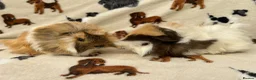 Guinea Pig rodents for sale: Baby Guinea pigs  - Advert 1