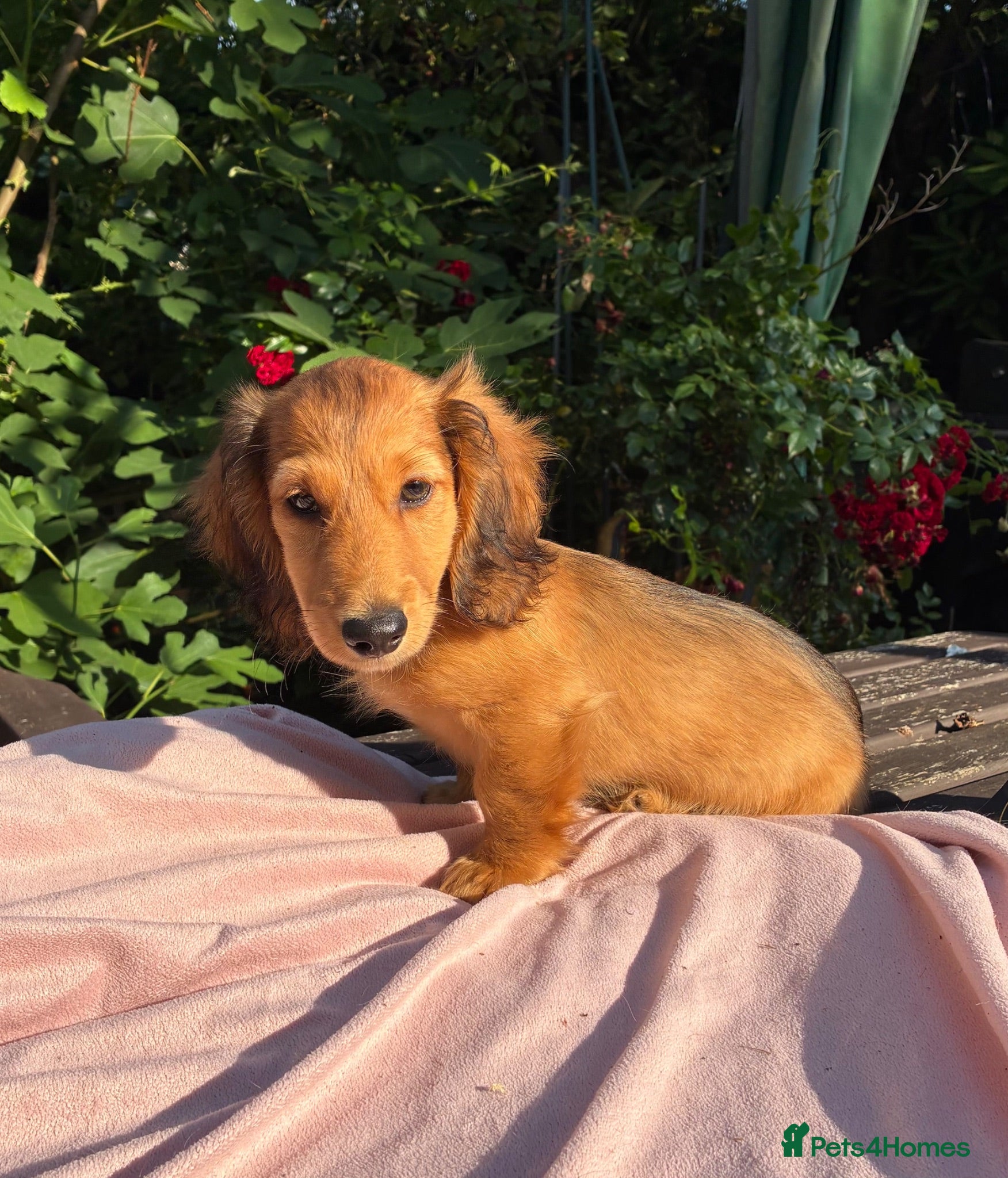 Miniature Dachshund dogs GORGEOUS KC reg PRA CLEAR MINI DACHSHUND PUPPIES - Advert 2
