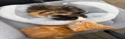 Mixed Breed cats for sale: Kittens looking for homes 🐱 - Advert 24
