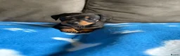 Dachshund dogs for sale: 4 playful dachshund pups  - Advert 9