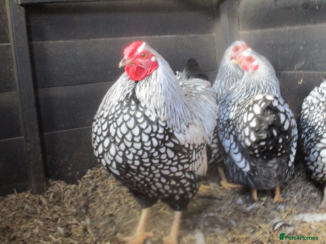 Chickens poultry for sale: Silver Laced Wyandotte Bantam pullets. - Image 5