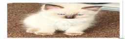 Ragdoll cats for sale: 6 cute pure breed Ragdoll kittens 2 boys 4 girls  - Advert 17