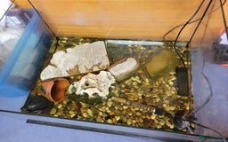 Turtle reptiles for sale: 2 musk turtles - Image 2