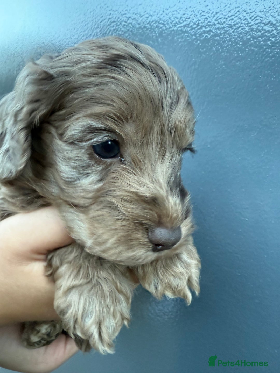 Cockapoo dogs for sale: Merle & Chocolate Cockapoo puppies - Image 8