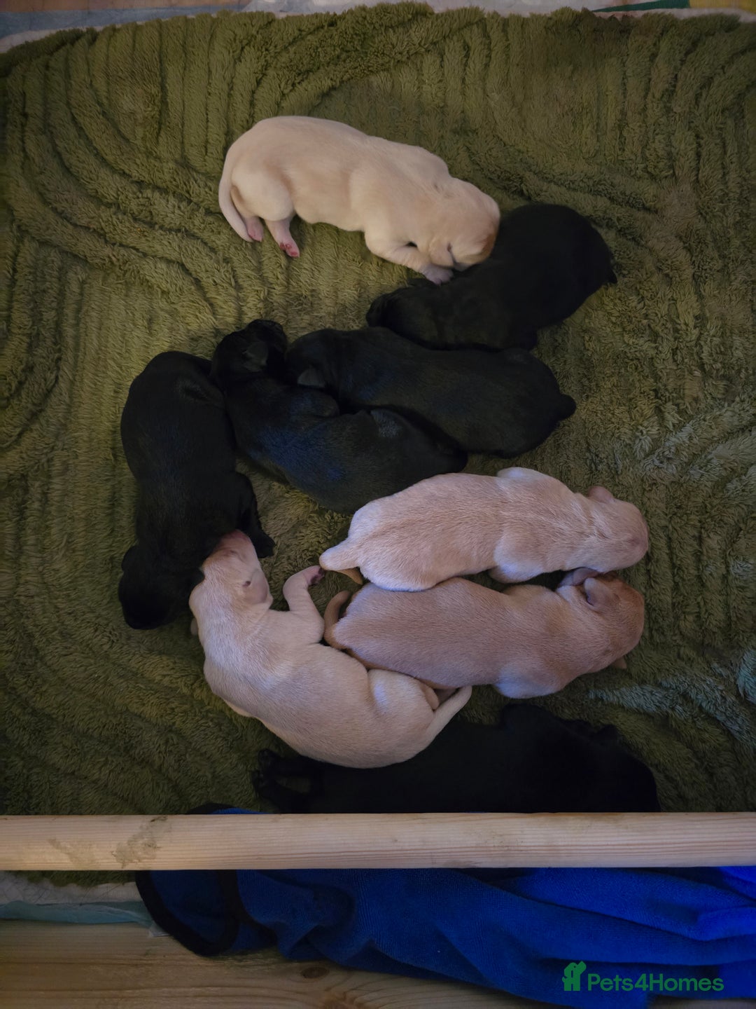 Labrador Retriever dogs for sale: Yellow and Black Labrador Puppies - Advert 5