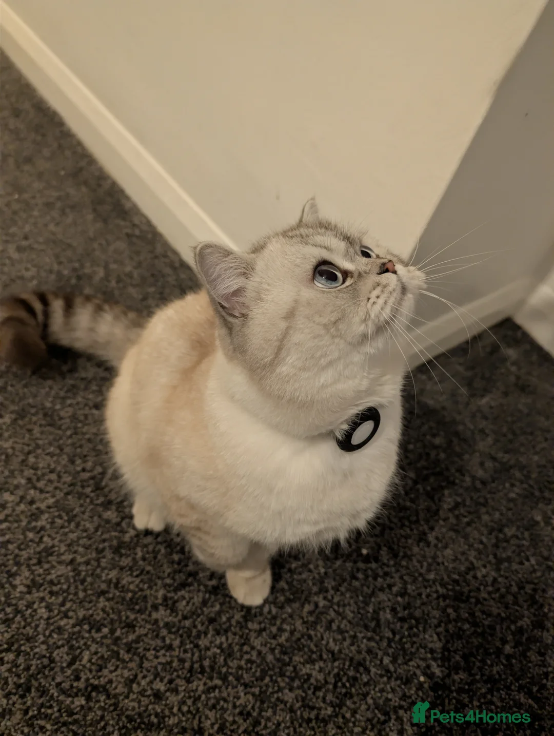 British Shorthair cats for stud: British Shorthair Stud - Advert 1