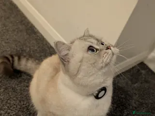 British Shorthair cats British Shorthair Stud in Bradford - Advert 2