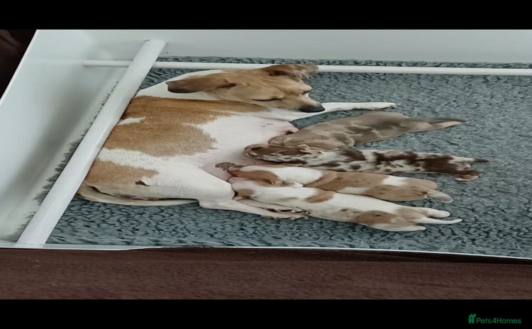 Jack Russell dogs - Advert 3