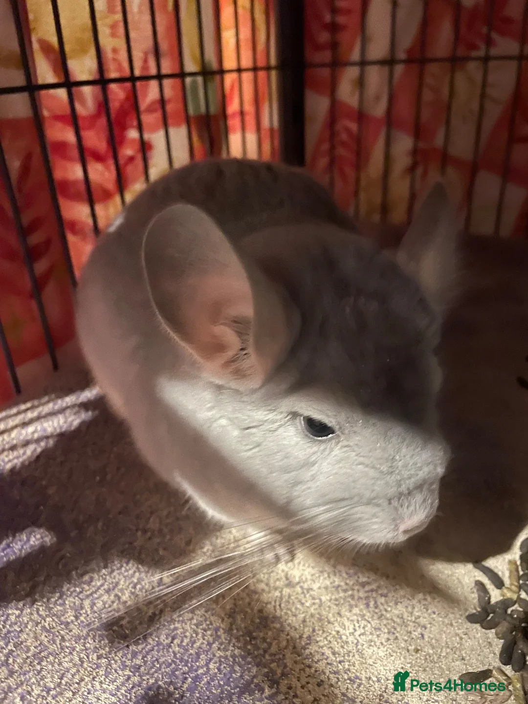 Chinchilla rodents for sale: Pair of chinchillas and Ferret Nation set up in Inverness - Advert 2