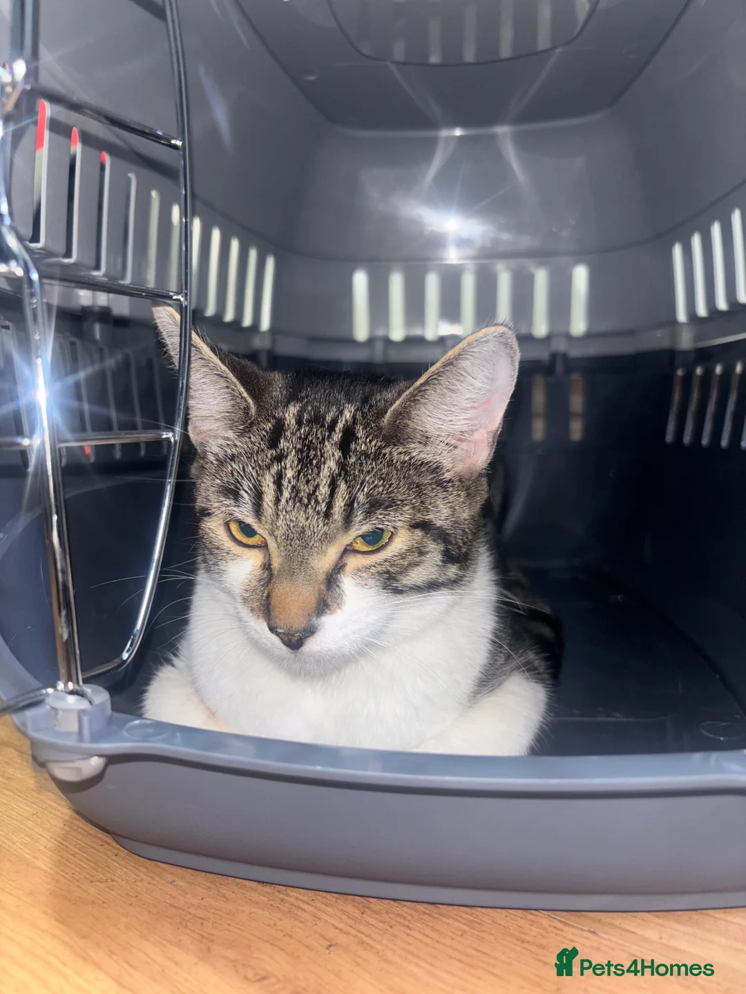 Mixed Breed cats for sale: Maria  in London - Advert 4